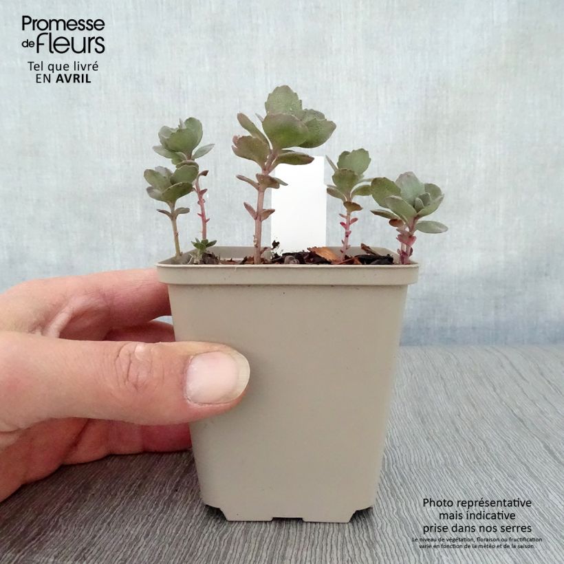 Example of Sedum Sunsparkler Dazzleberry Vasetto da 8/9 cm as you get in printemps