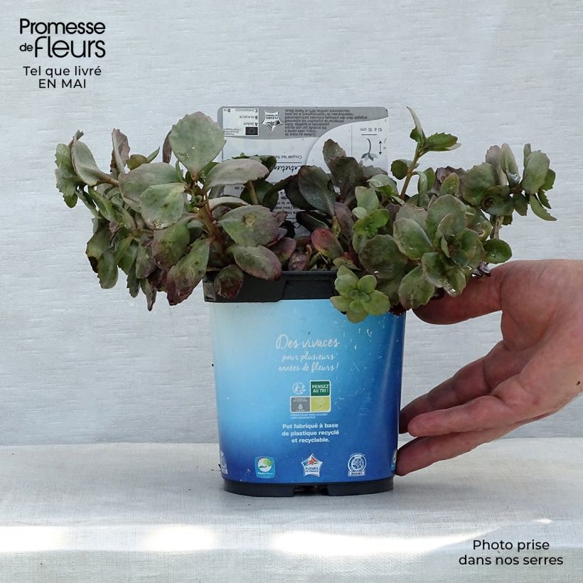 Example of Sedum Sunsparkler Dazzleberry Vaso da 2L/3L as you get in printemps