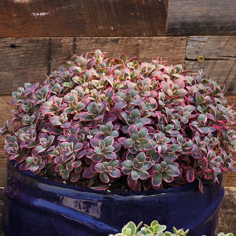 Sedum Sunsparkler Dream Dazzler (Porto)