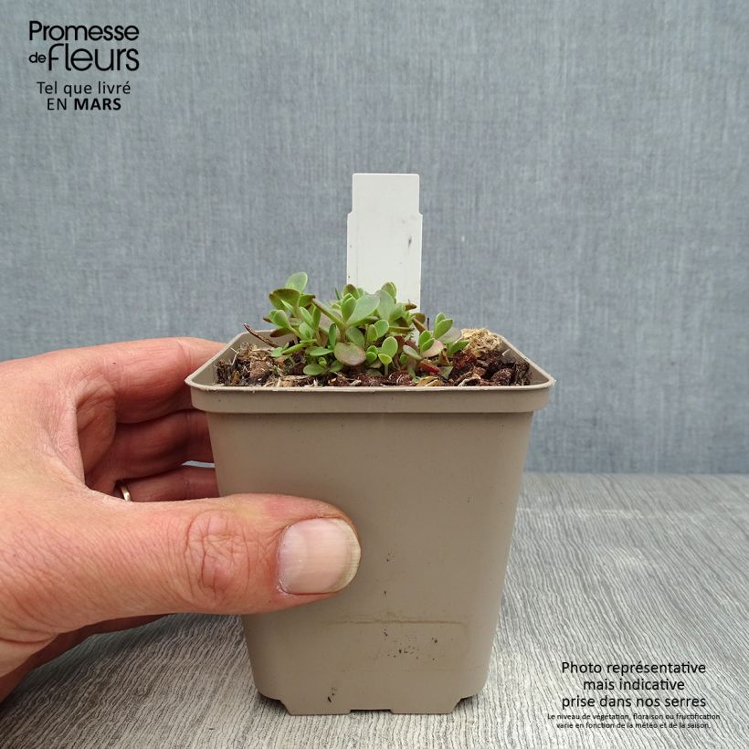 Sedum Sunsparkler Firecracker Vasetto da 8/9 cm esemplare consegnato in primavera