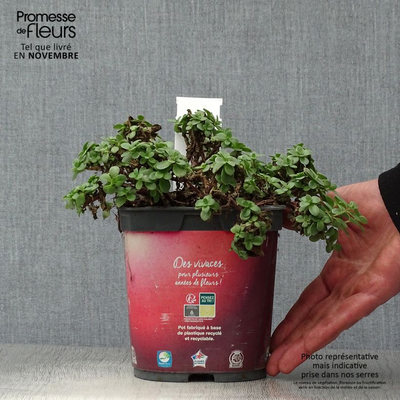 Esemplare di Sedum Sunsparkler Firecracker Vaso da 1,5L/2L come consegnato in autunno