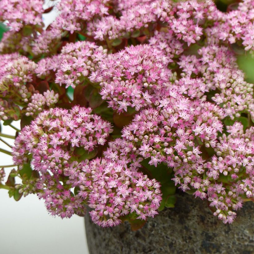 Sedum Sunsparkler Lime Zinger (Flowering)