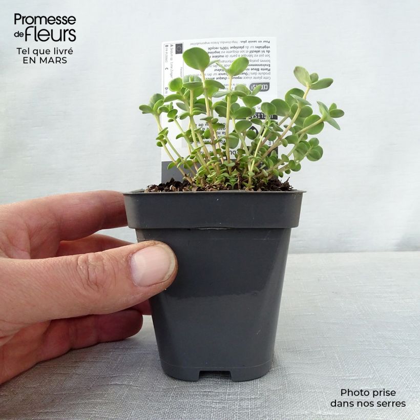 Example of Sedum Sunsparkler Lime Zinger Vasetto da 8/9 cm as you get in printemps