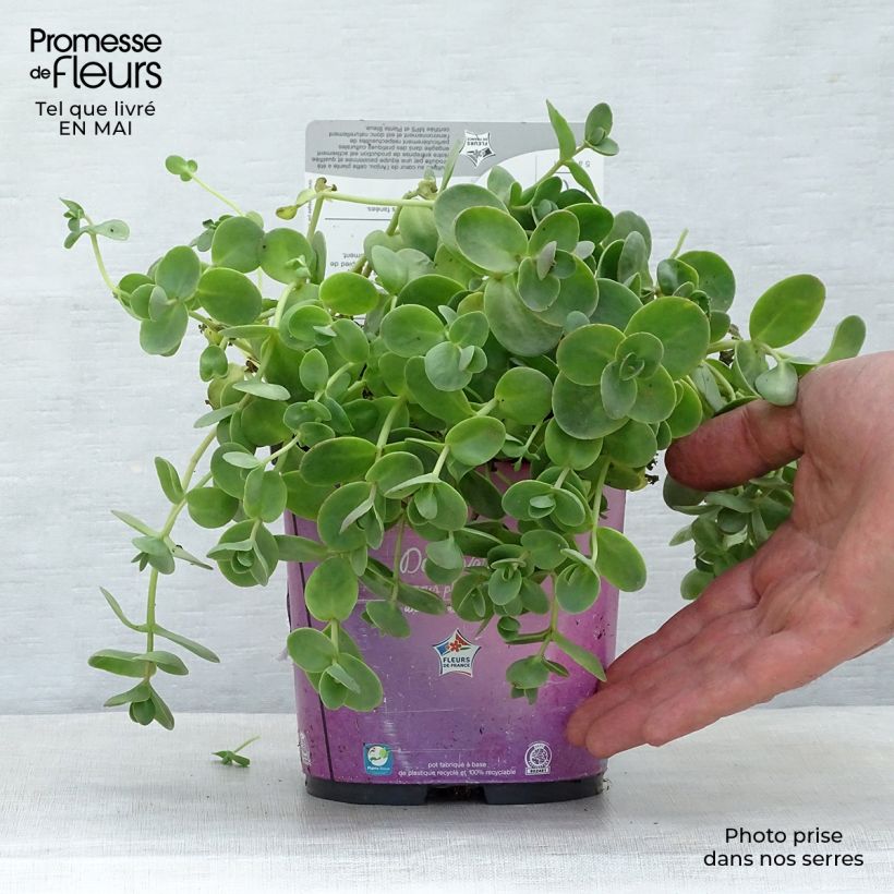 Example of Sedum Sunsparkler Lime Zinger Vaso da 2L/3L as you get in printemps