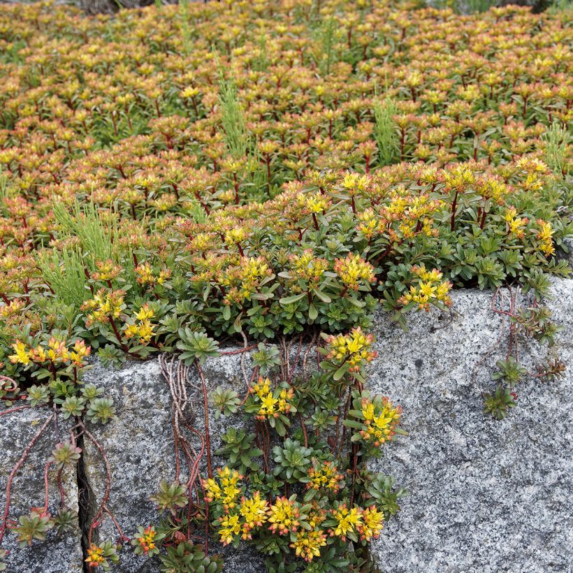 Sedum kamtschaticum var. floriferum Weihenstephaner Gold (Plant habit)