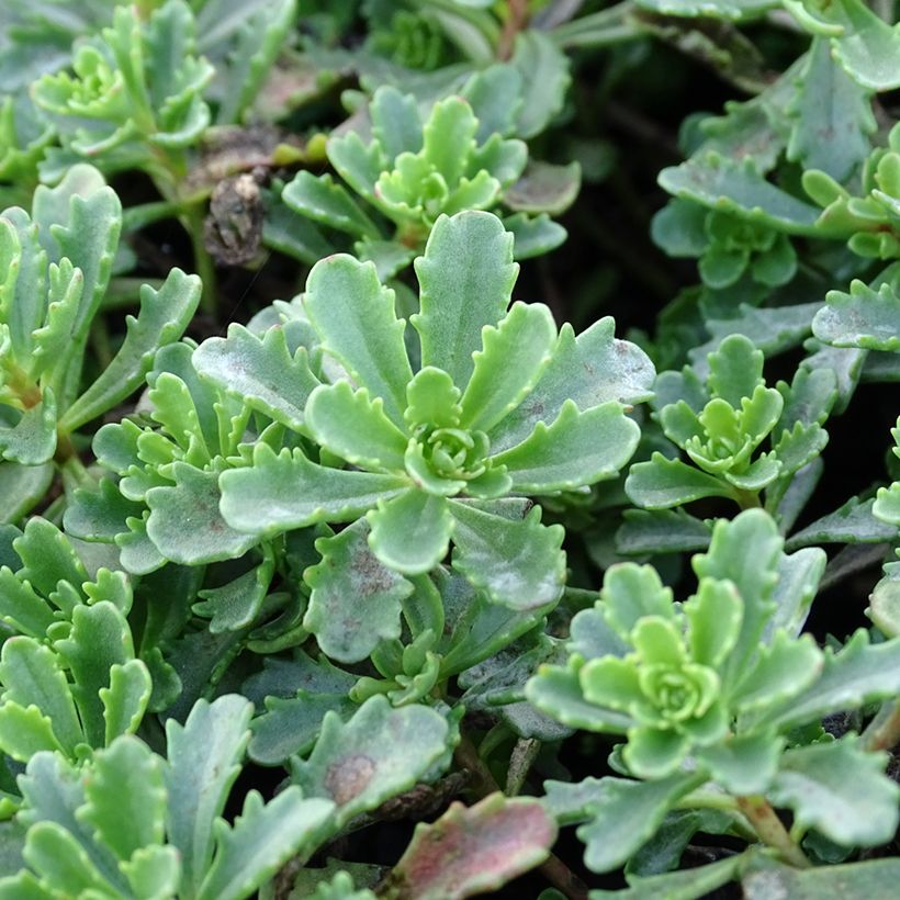 Sedum kamtschaticum var. floriferum Weihenstephaner Gold (Foliage)