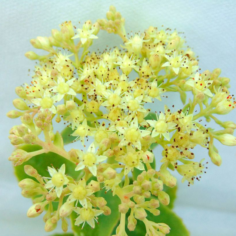 Sedum spectabile Yellow Xenox - Borracina (Flowering)