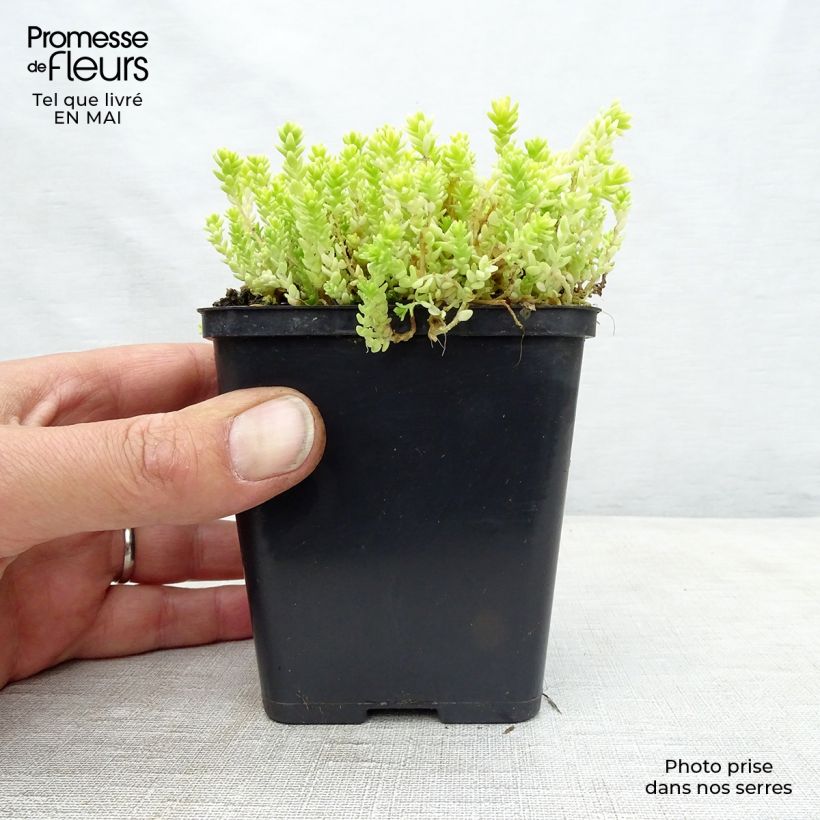 Example of Sedum acre Yellow Queen - Borracina acre Vasetto da 8/9 cm as you get in printemps