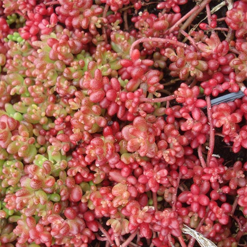 Sedum album Coral Carpet - Borracina bianca (Fioritura)