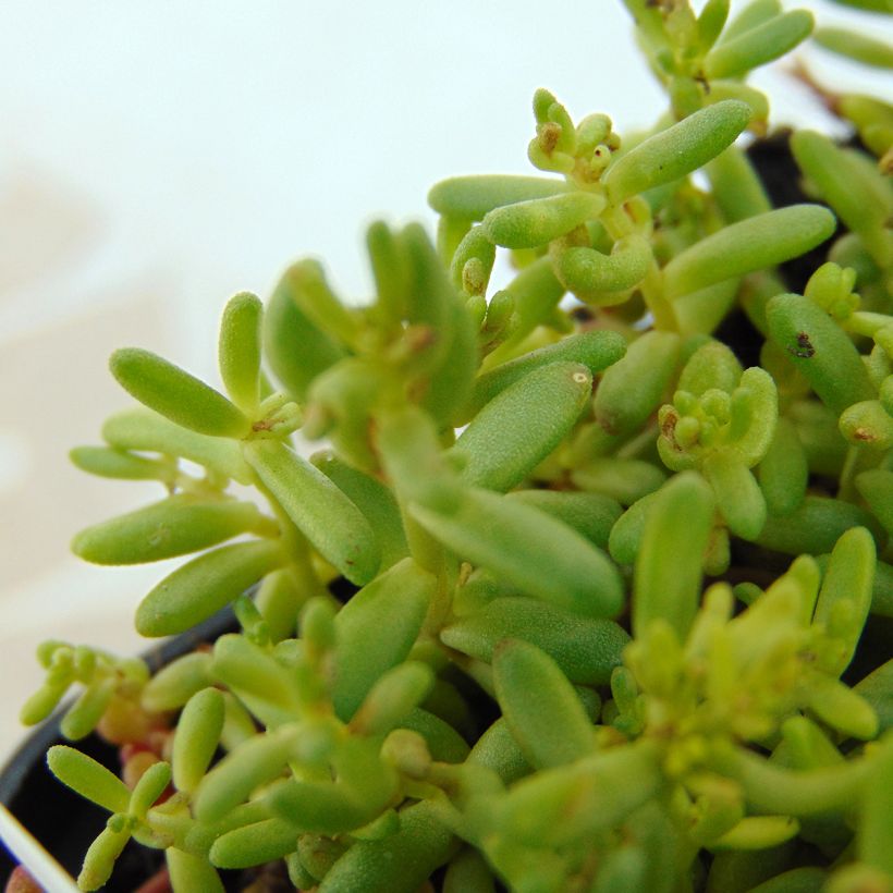 Sedum album Coral Carpet - Borracina bianca (Fogliame)