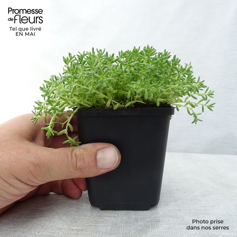 Sedum album Coral Carpet - Borracina bianca Vasetto da 8/9 cm esemplare consegnato in primavera