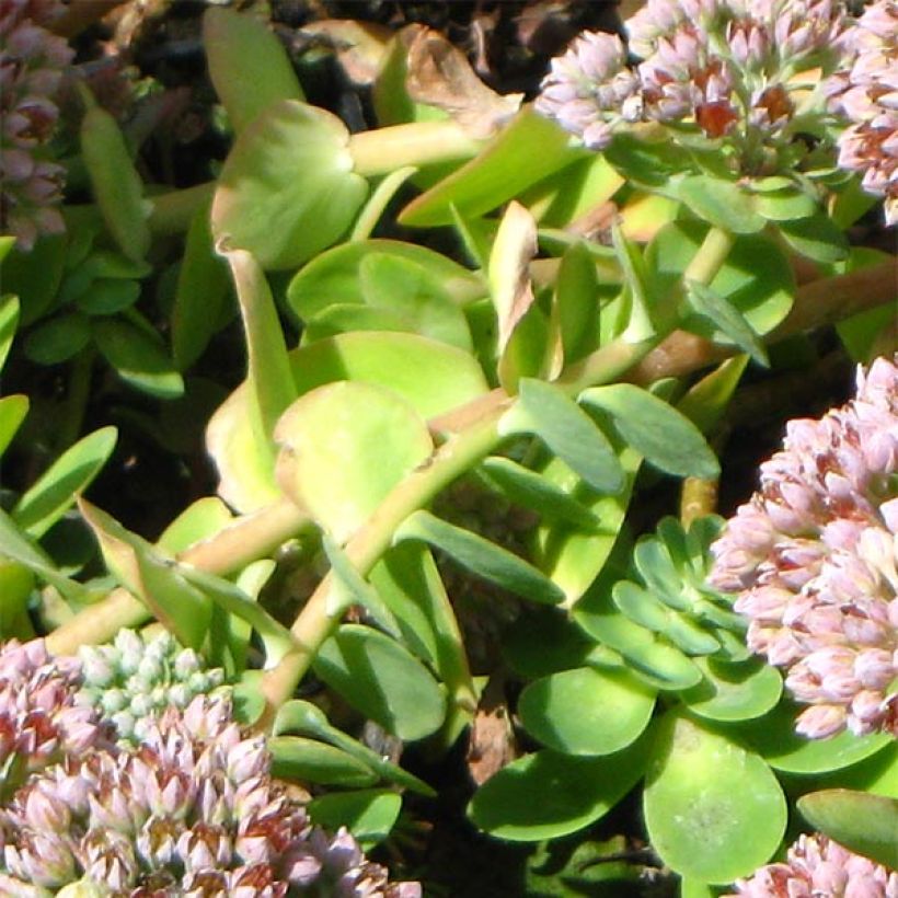 Sedum anacampseros - Borracina anacampsero (Foliage)