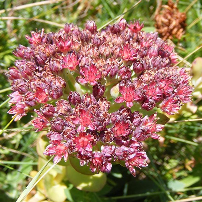 Sedum anacampseros - Borracina anacampsero (Flowering)