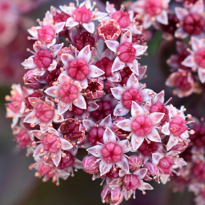 Sedum cauticola Robustum (Fioritura)