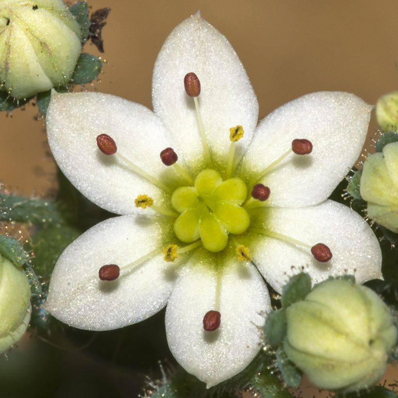 Sedum dasyphyllum - Borracina cinerea (Flowering)
