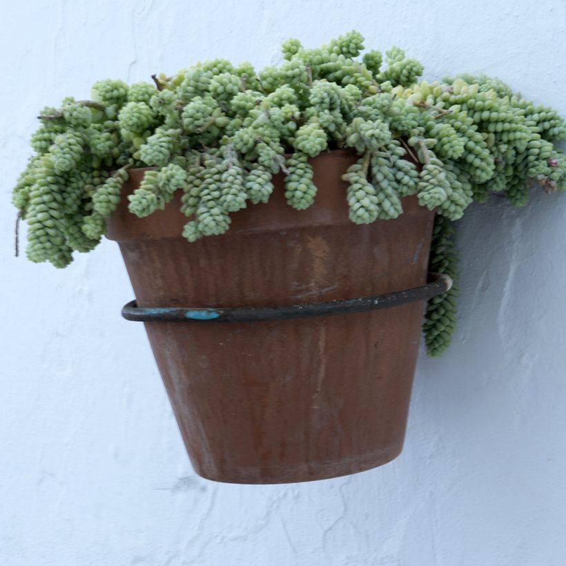 Sedum dasyphyllum - Borracina cinerea (Plant habit)