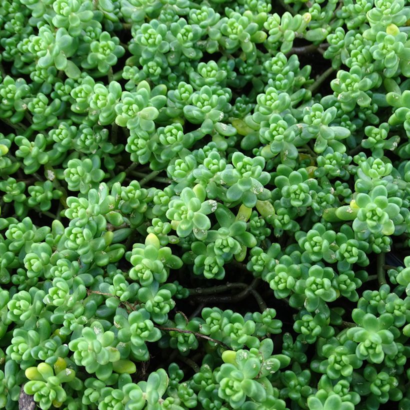 Sedum divergens (Fogliame)