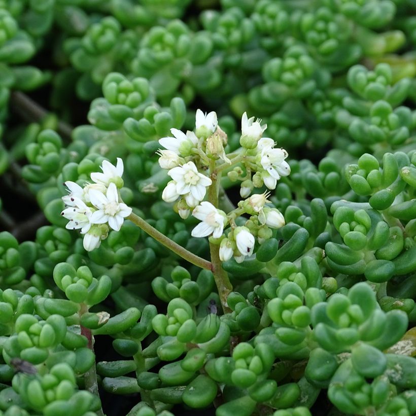 Sedum divergens (Fioritura)