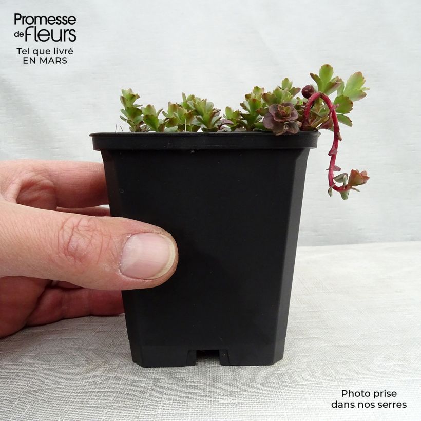 Example of Sedum kamtchaticum Vasetto da 8/9 cm as you get in printemps