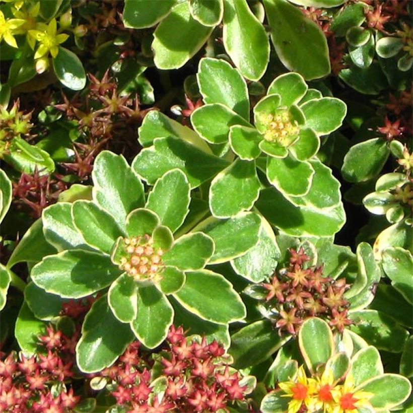 Sedum kamtchaticum Variegatum (Foliage)