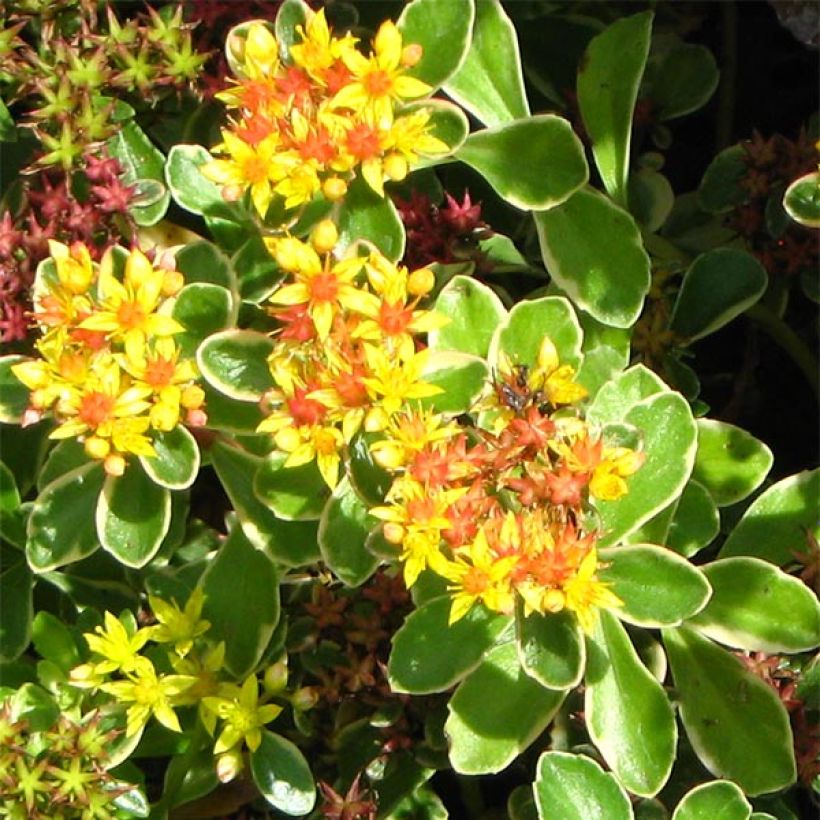 Sedum kamtchaticum Variegatum (Flowering)