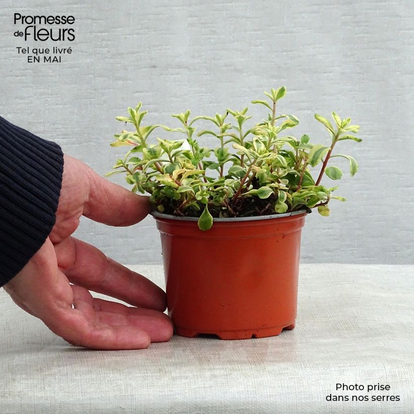 Example of Sedum kamtchaticum Variegatum Vasetto da 8/9 cm as you get in printemps