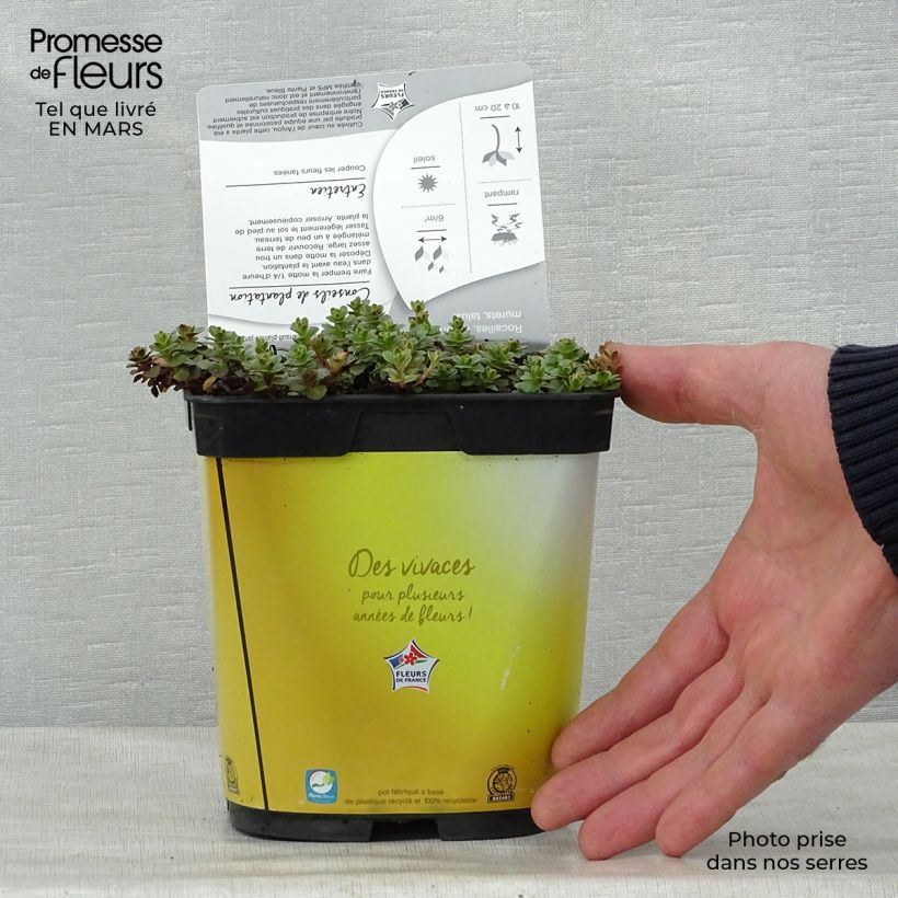 Example of Sedum kamtchaticum Variegatum Vaso da 2L/3L as you get in printemps