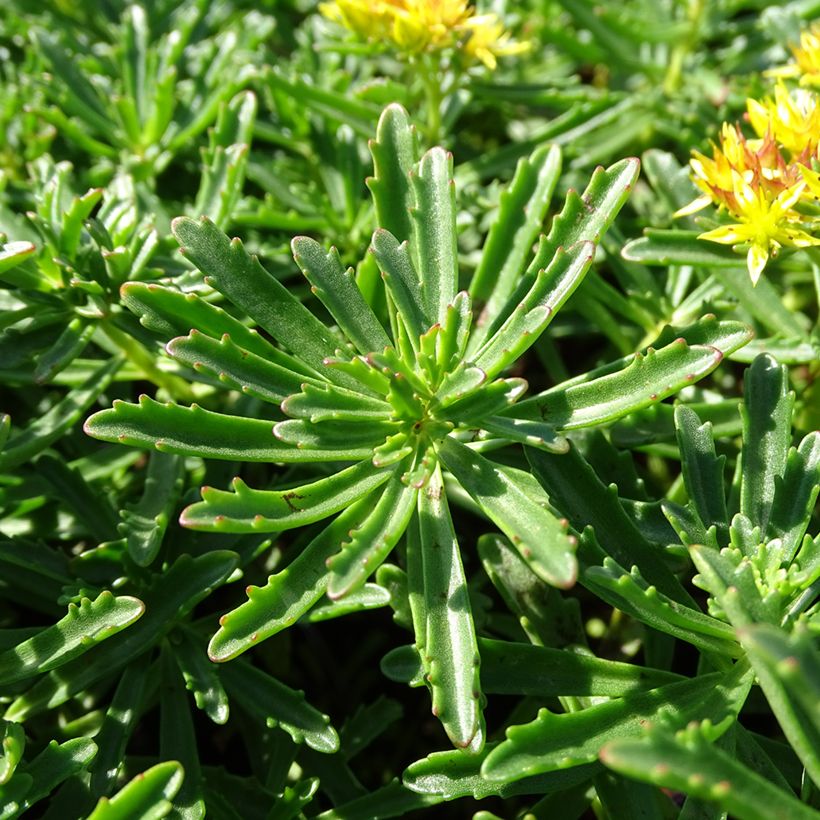Sedum kamtschaticum subsp. middendorffianum - Orpin du Kamtchatka (Fogliame)