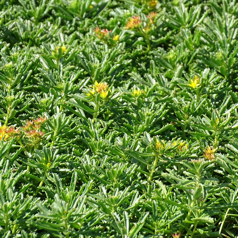 Sedum kamtschaticum subsp. middendorffianum - Orpin du Kamtchatka (Porto)