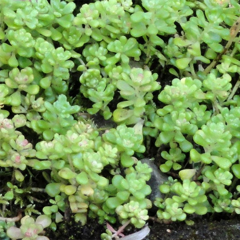 Sedum oreganum (Foliage)