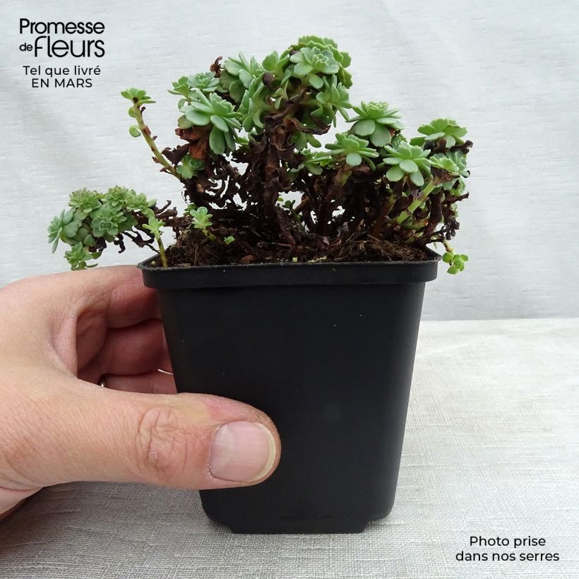 Sedum pachyclados Vasetto da 8/9 cm esemplare consegnato in primavera