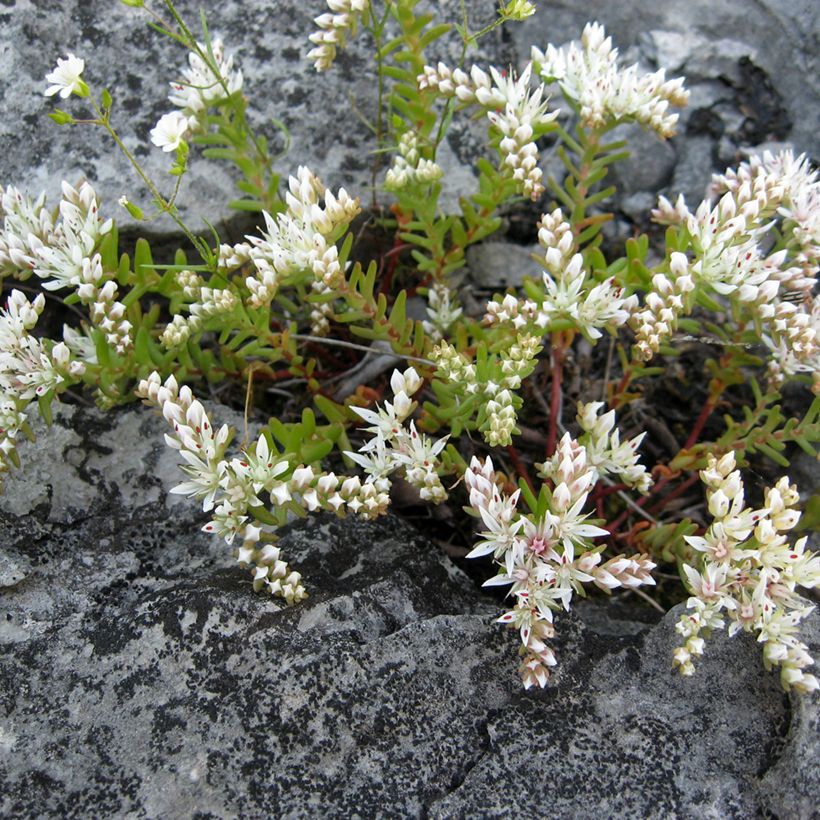 Sedum pulchellum (Porto)