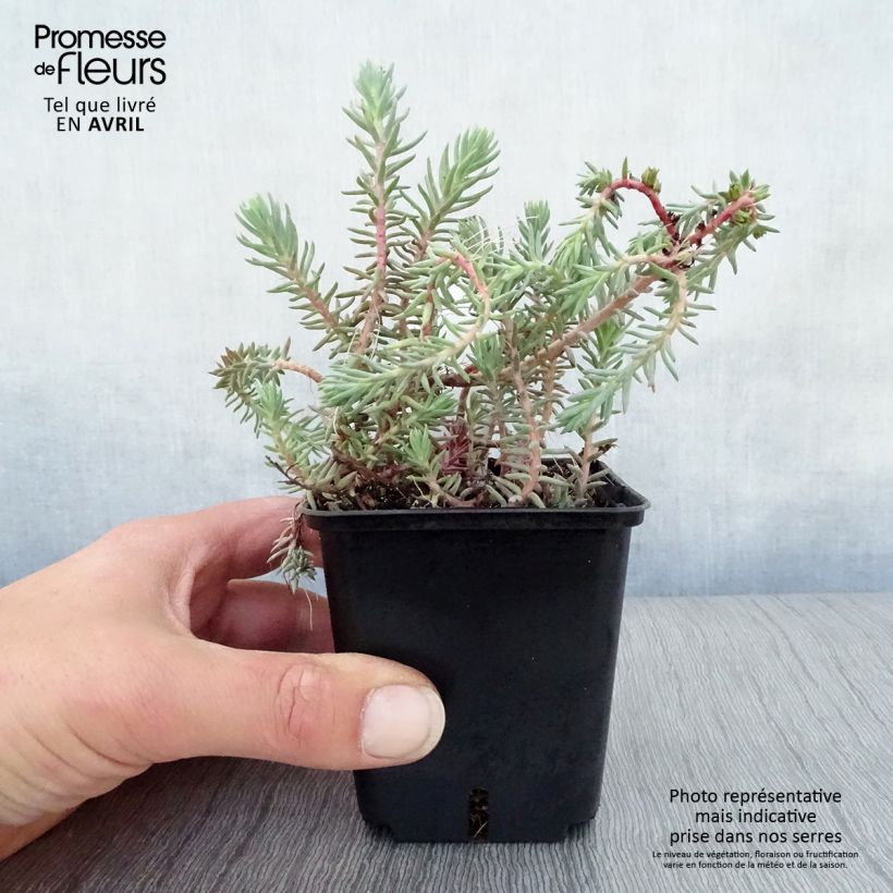 Example of Sedum reflexum Blue Spruce - Borracina rupestre Vasetto da 8/9 cm as you get in printemps