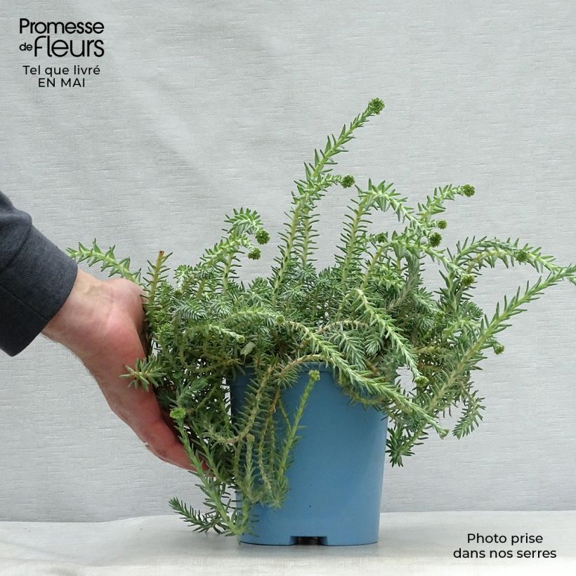 Example of Sedum reflexum Blue Spruce - Borracina rupestre Vaso da 2L/3L as you get in printemps