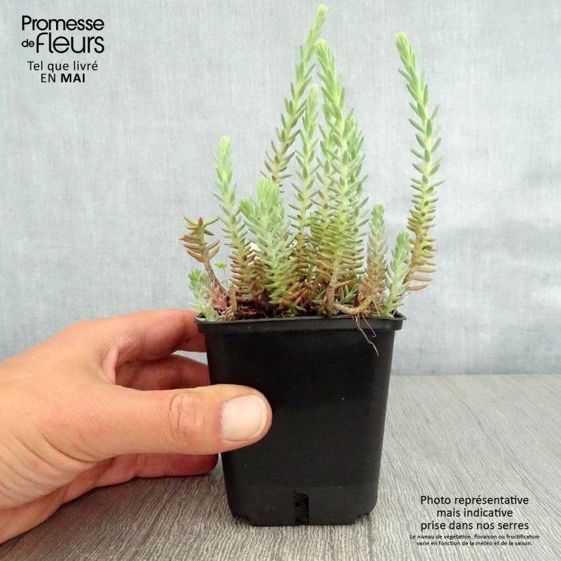 Example of Sedum reflexum - Borracina rupestre Vasetto da 8/9 cm as you get in printemps