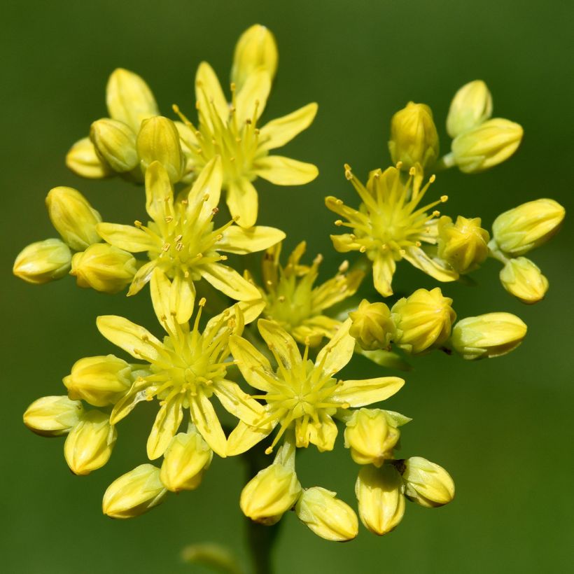 Sedum reflexum - Borracina rupestre (Flowering)