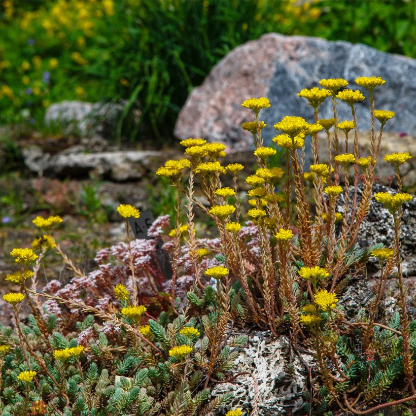 Sedum reflexum - Borracina rupestre (Plant habit)
