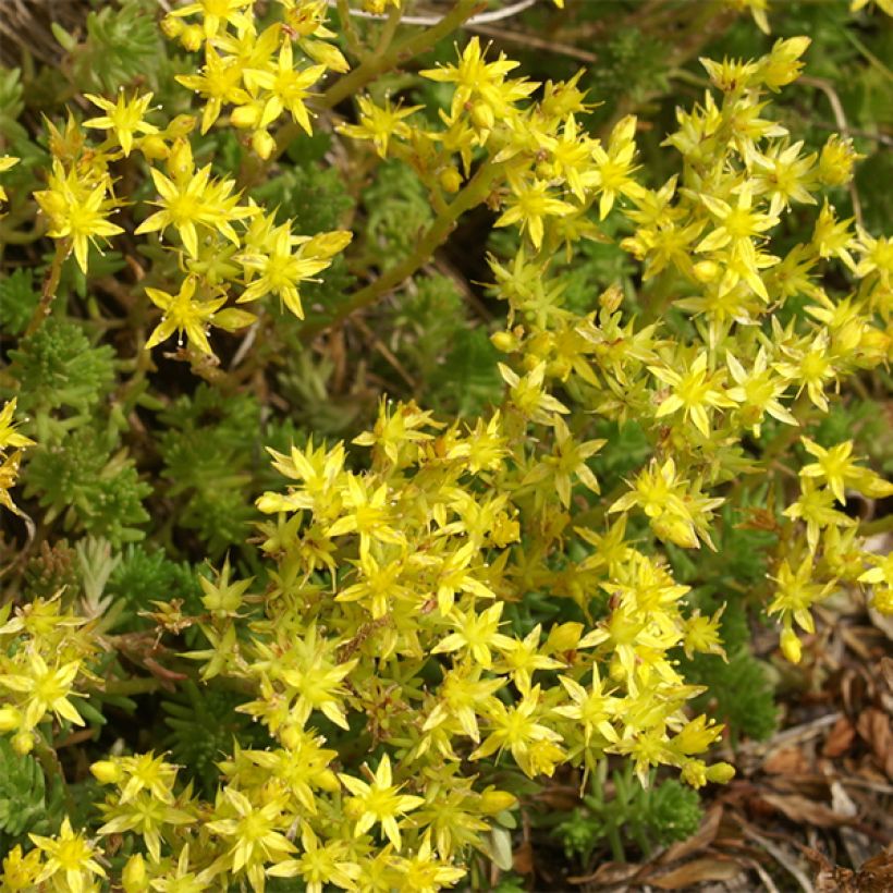 Sedum sexangulare - Borracina insipida (Fioritura)