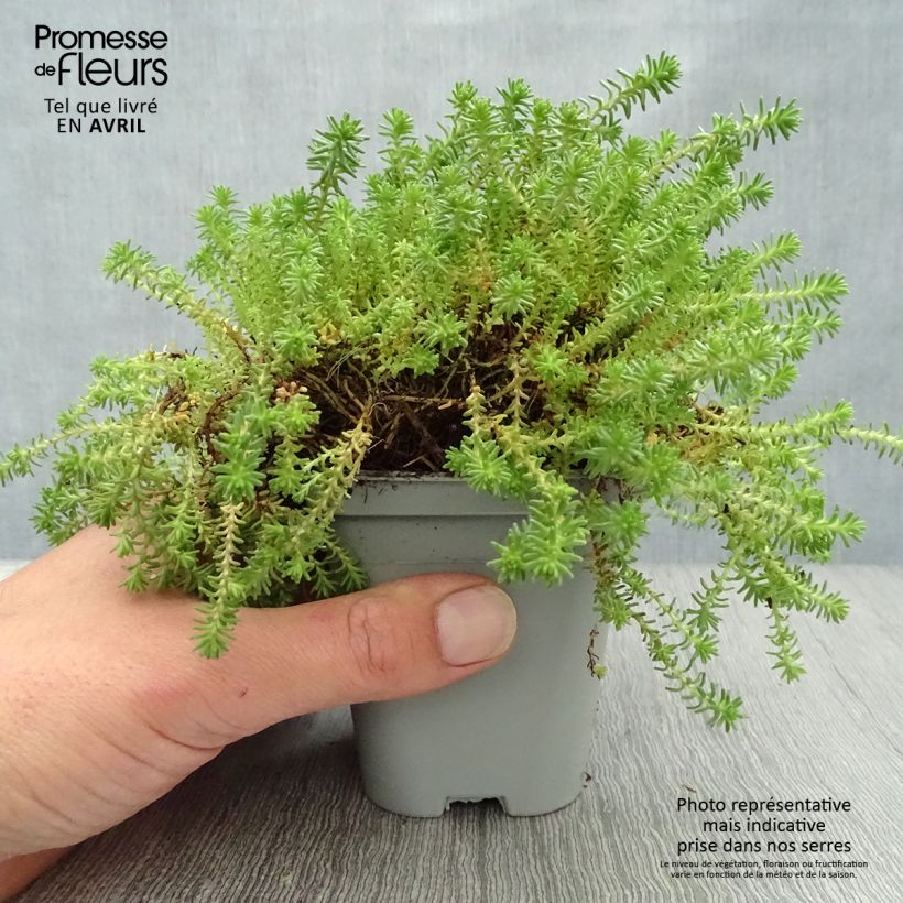 Sedum sexangulare - Borracina insipida Vasetto da 8/9 cm esemplare consegnato in primavera
