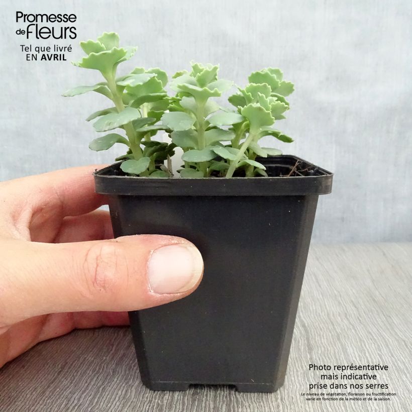 Example of Sedum sieboldii sieboldii Vasetto da 8/9 cm as you get in printemps