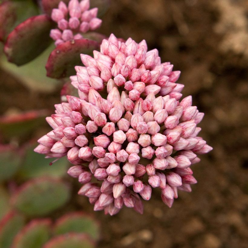 Sedum sieboldii sieboldii (Flowering)