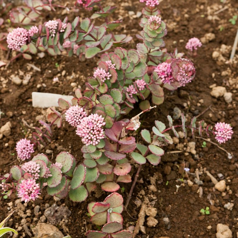 Sedum sieboldii sieboldii (Plant habit)