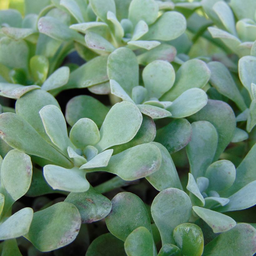 Sedum spathulifolium Purpureum (Foliage)