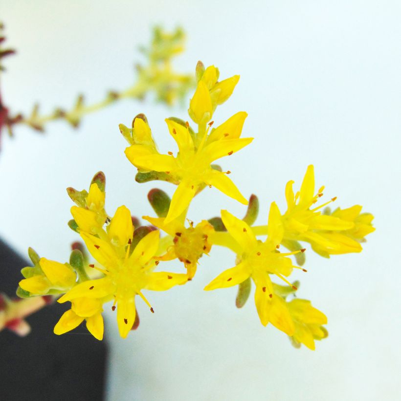 Sedum spathulifolium Purpureum (Flowering)