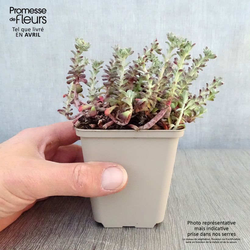 Example of Sedum spathulifolium Purpureum Vasetto da 8/9 cm as you get in printemps