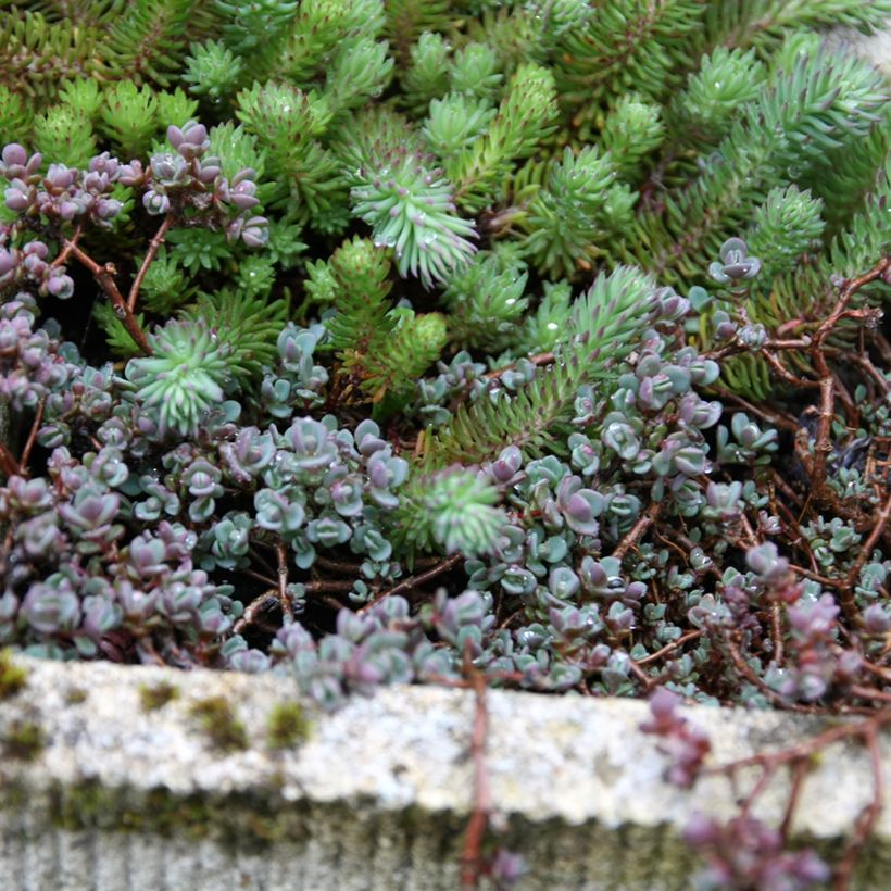 Sedum spathulifolium Purpureum (Plant habit)