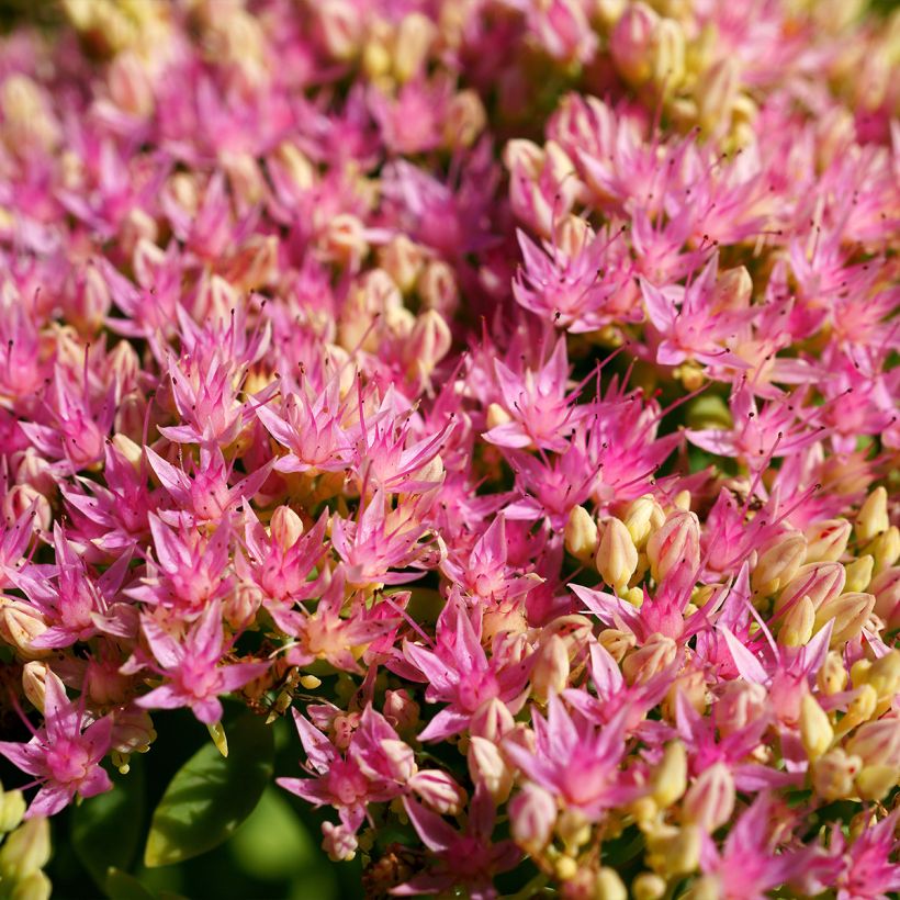 Sedum spectabile Brilliant - Borracina (Flowering)