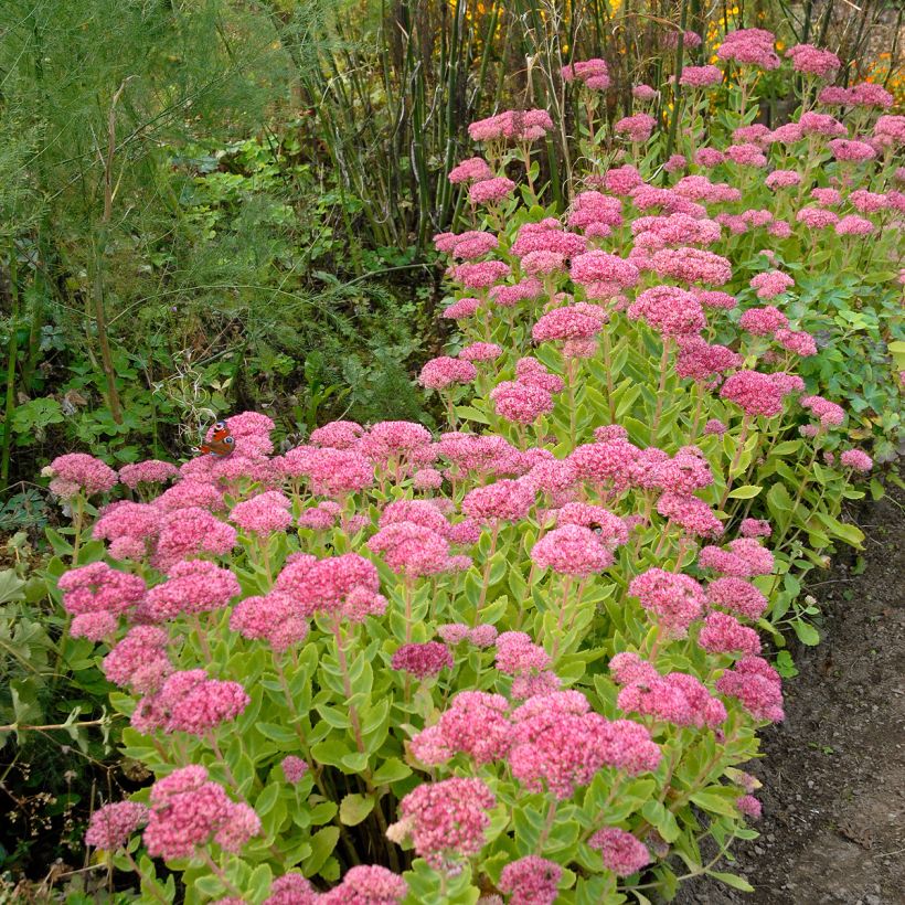 Sedum spectabile Brilliant - Borracina (Plant habit)