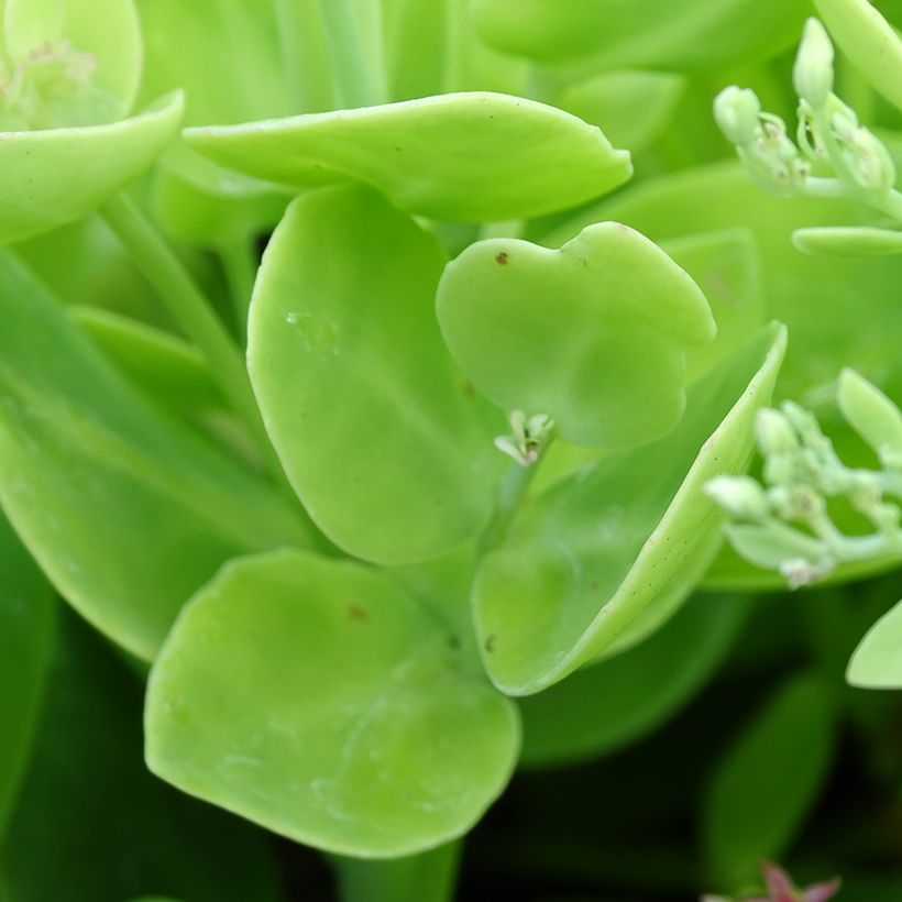 Sedum spectabile Brilliant - Borracina (Foliage)