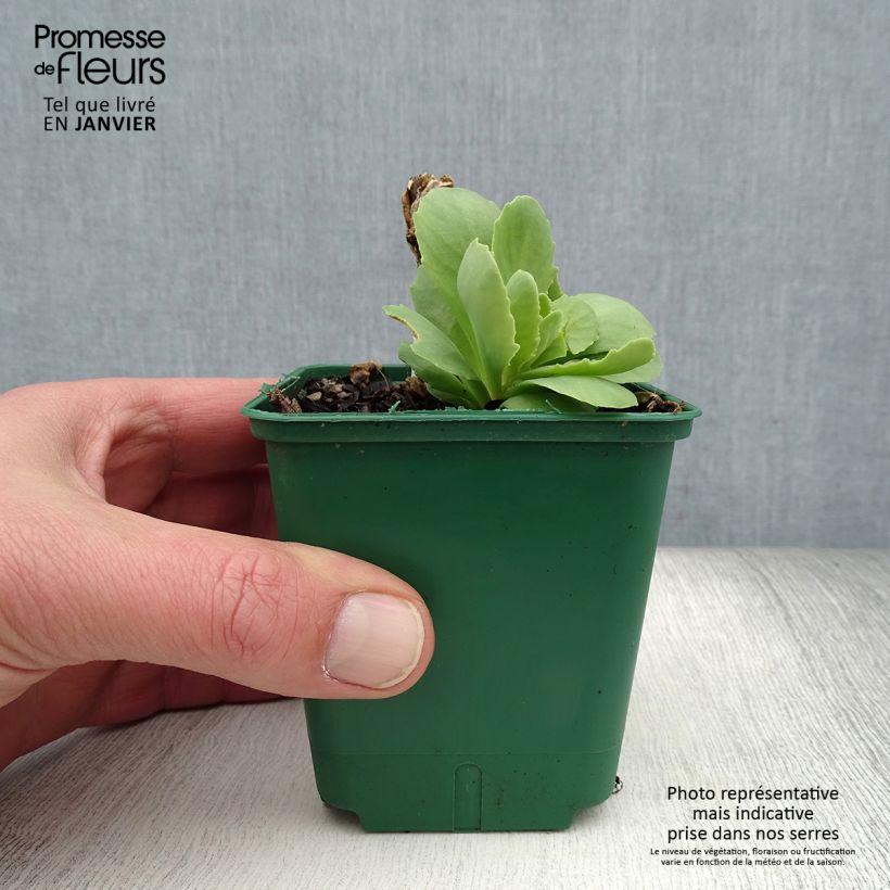 Example of Sedum spectabile Brilliant - Borracina Vasetto da 8/9 cm as you get in hiver